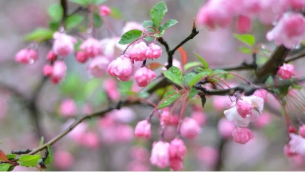 雨洗海棠，又是清明时节